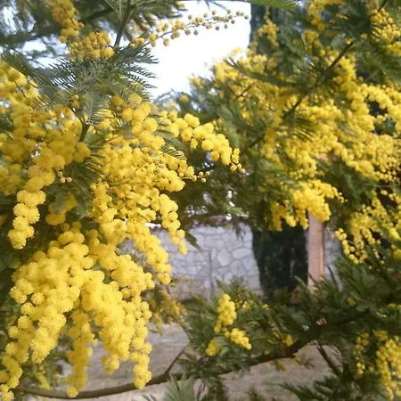 아파트 Dina 풀라